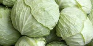 Fresh Cabbage