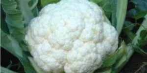Fresh Cauliflower