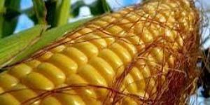 Human Consumption Yellow Maize