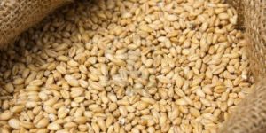 Wheat Seeds for Animals
