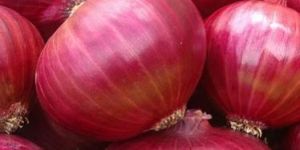 Fresh Red Onion
