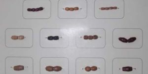 Wooden Beads