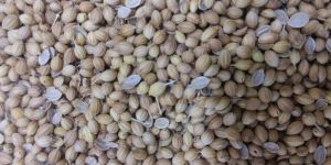 Coriander Seeds