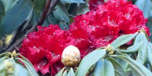 Rhododendron