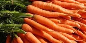 Fresh Carrot