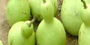 Fresh Bottle Gourd