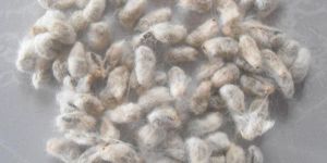 Cotton Seeds