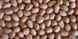 Groundnut Kernels