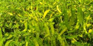 Green Chilly