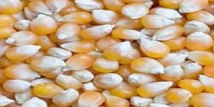 Maize