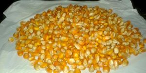 Maize for Animal Feed