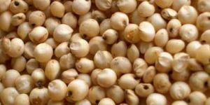 Sorghum Jowar