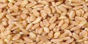 Wheat