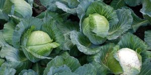 Cabbage