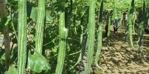 Snake Gourd
