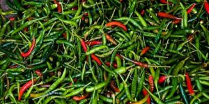 Fresh Chilli