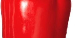 Red Capsicum