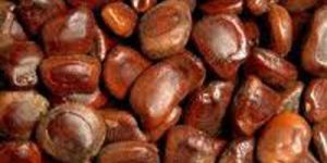 Tamarind (Imli Seeds)