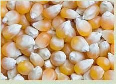 Maize