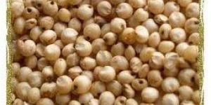 Sorghum Seeds