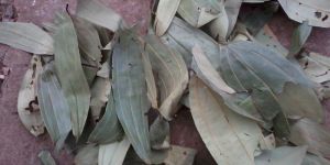 Cinnamon Leaves
