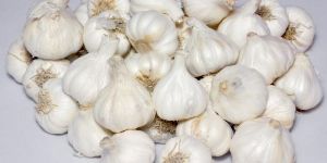 Fresh Garlic