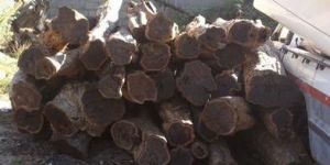 African Blackwood Logs