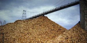 Wood Pulp