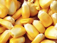 Maize Grain