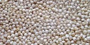 White Sorghum Seeds