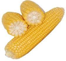 Yellow Maize