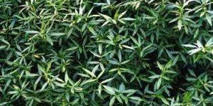 Stylo Hamata Grass Seeds