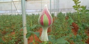 Tajmahal Rose Flower