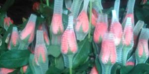 Tropical Amazon Rose