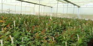 White Pink Rose Plant