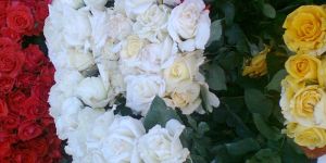 White Rose Plant
