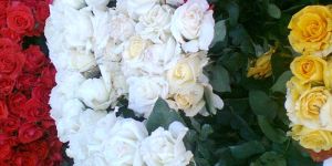White Rose Plant Seed