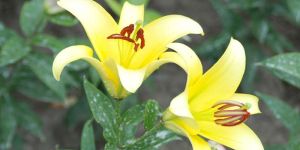 Yellow Lily