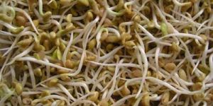 Fenugreek Seed