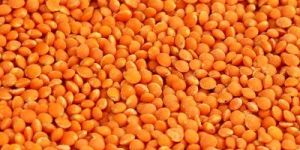 Lentils
