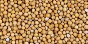 Mustard Seed