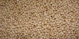 Sorghum