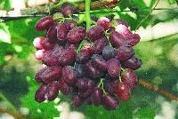 Table Grapes