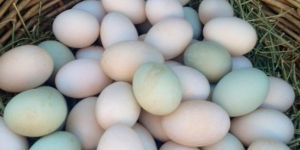 Duck Eggs