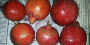 Pomegranate