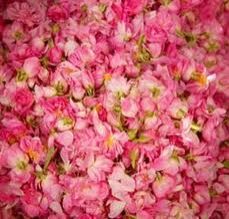 Dry Rose Petals