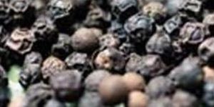 Black Pepper Seeds