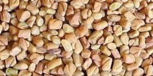 Fenugreek Seeds
