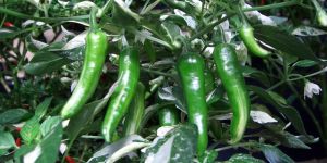 Fresh Green Chilli