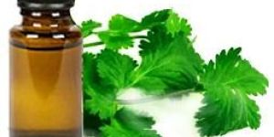 Coriander Oil
